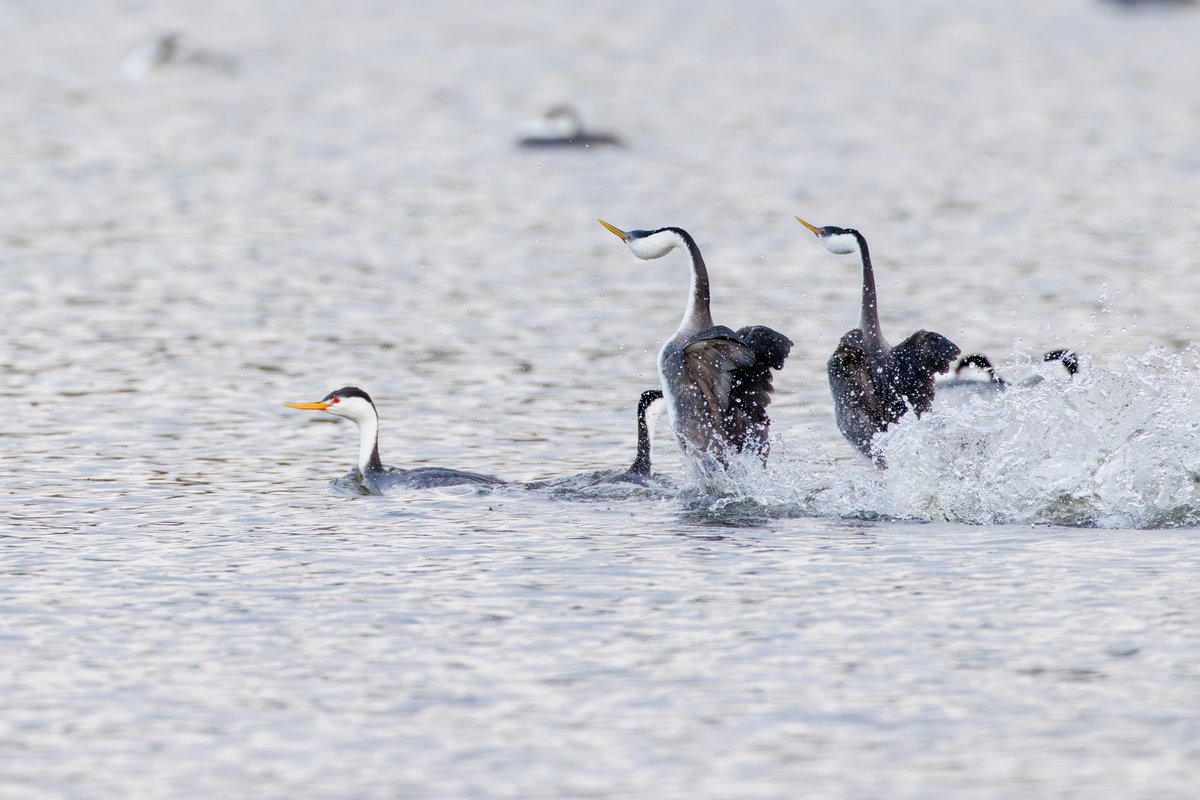 Western Grebe