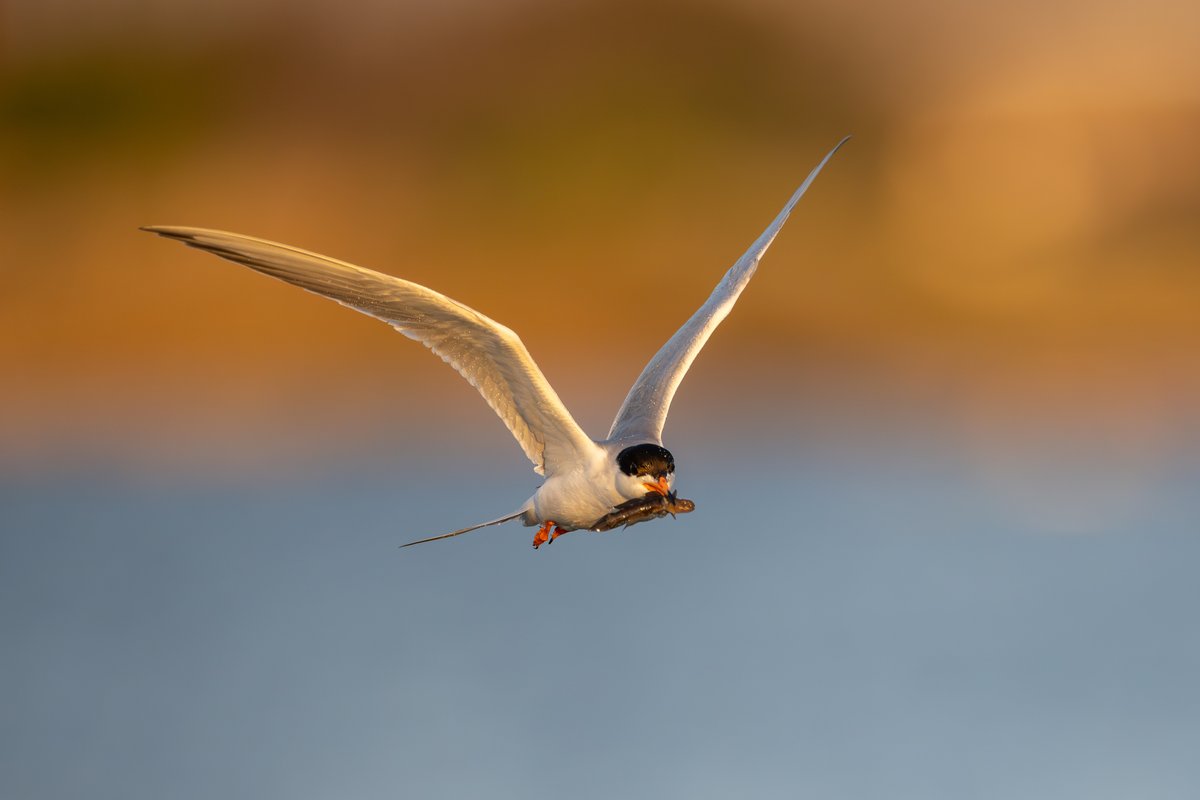 Forster's Tern