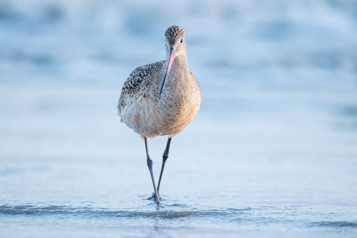 Marbled Godwit