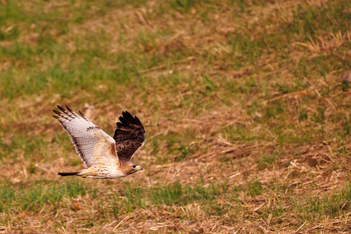 Red-tailed Hawk
