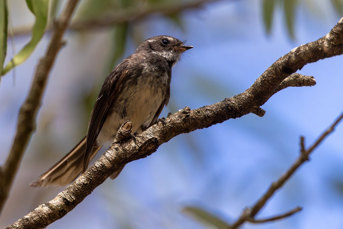 Gray Fantail