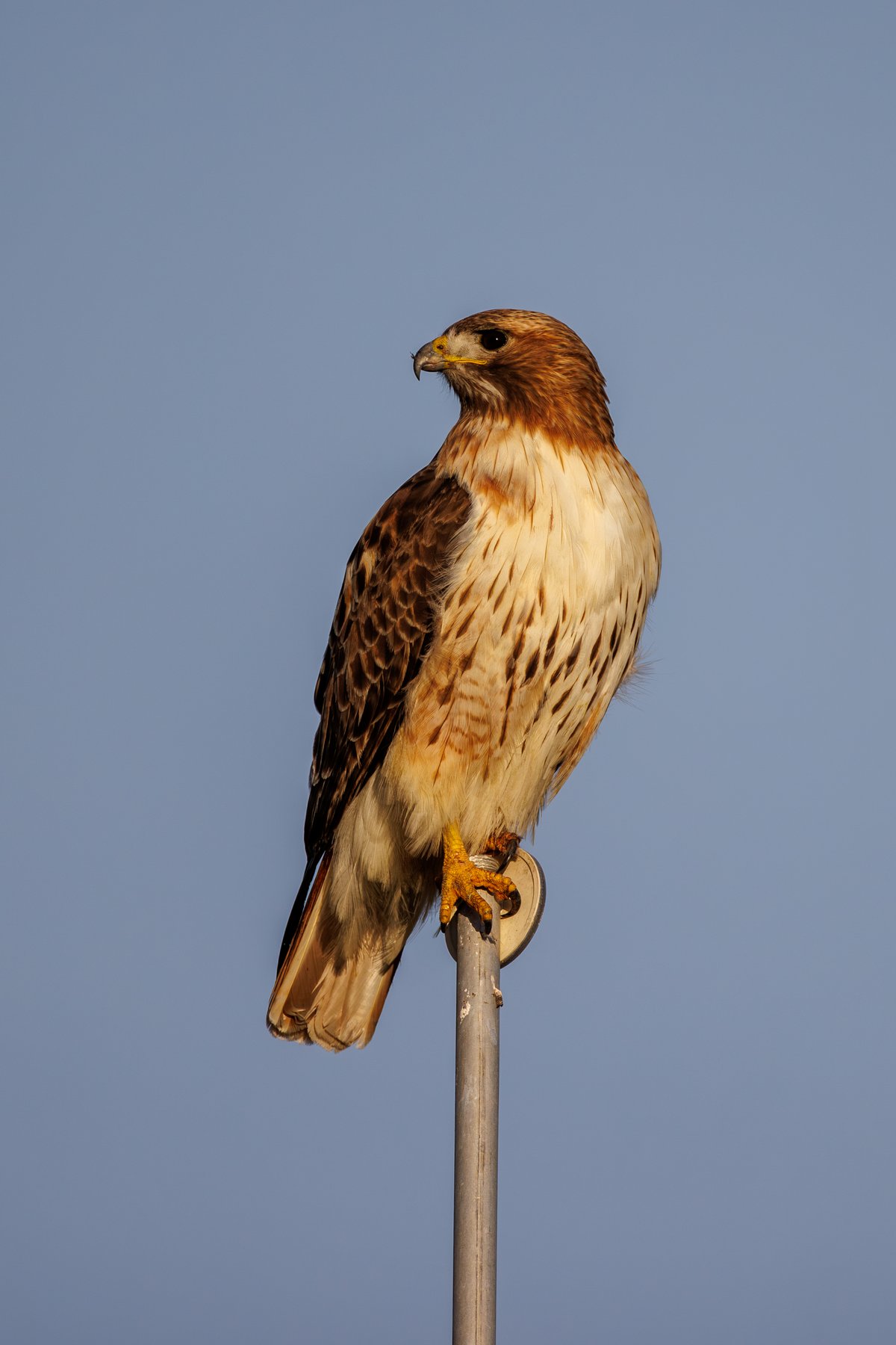 Red-tailed Hawk
