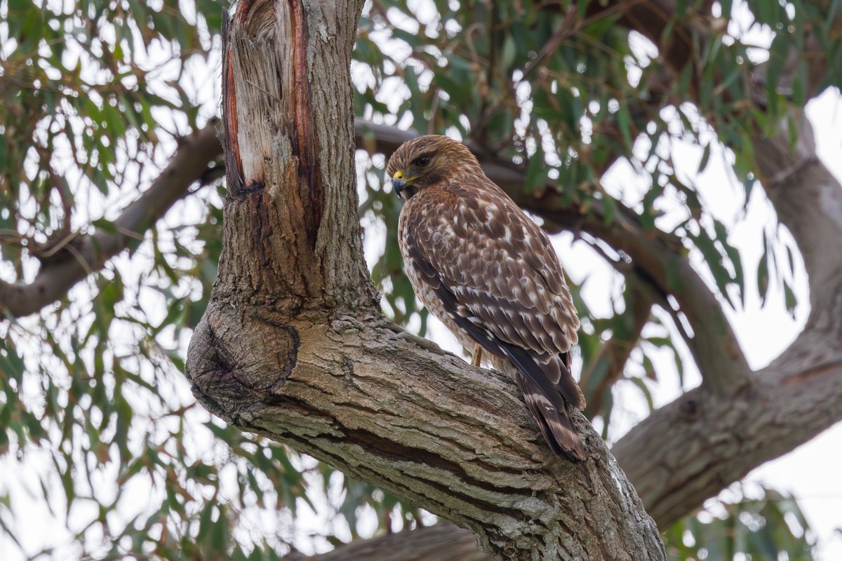 Red-shouldered Hawk