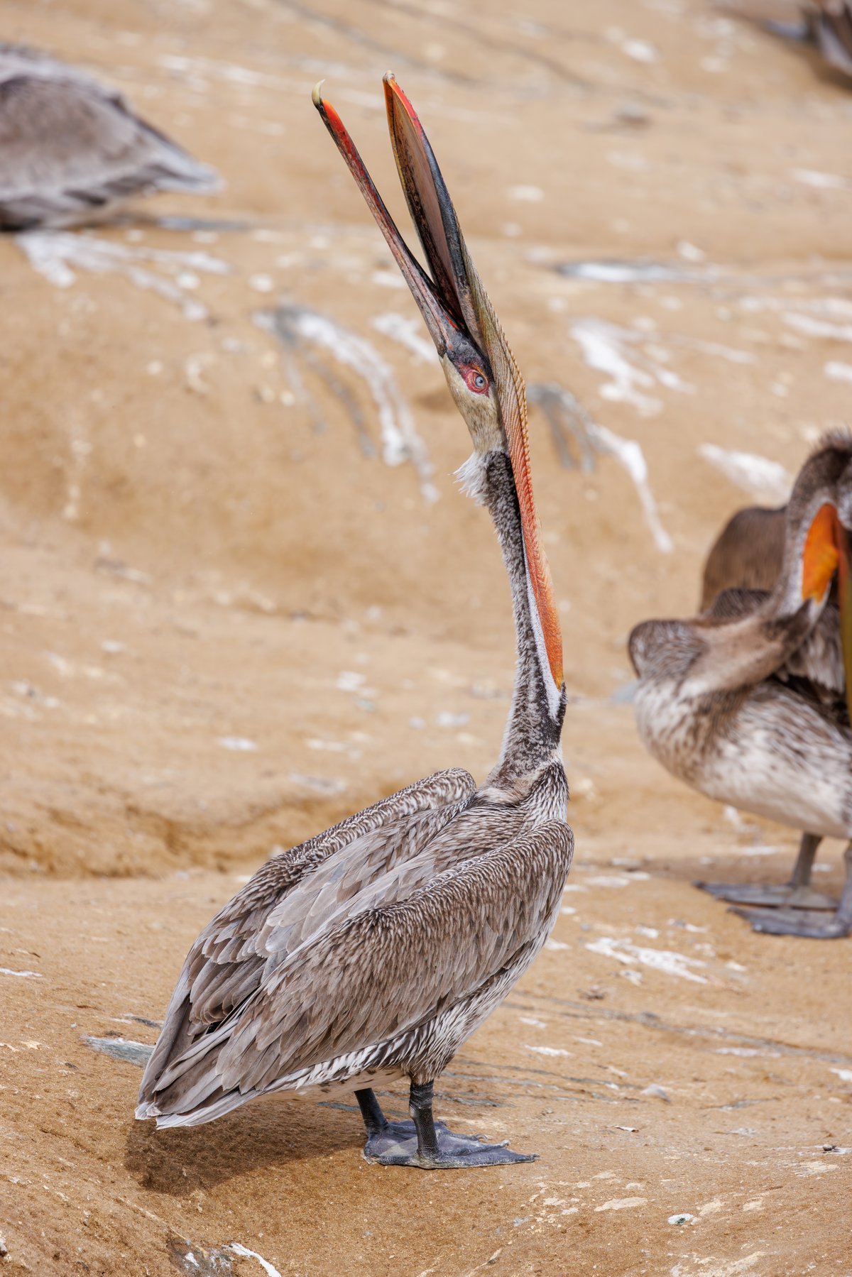 Brown Pelican