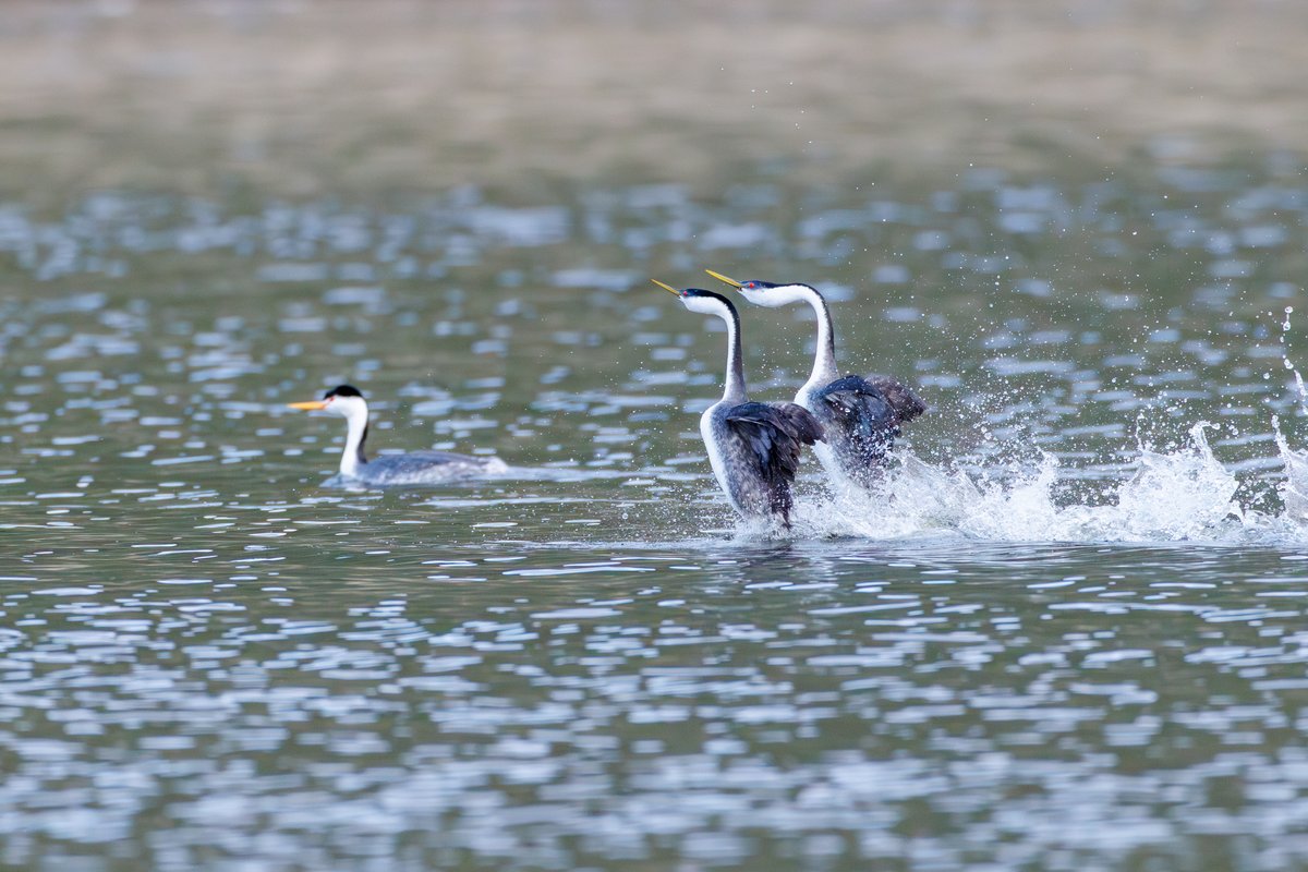 Western Grebe