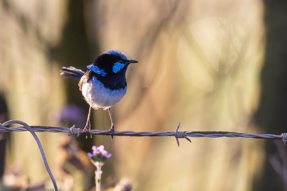 Superb Fairywren