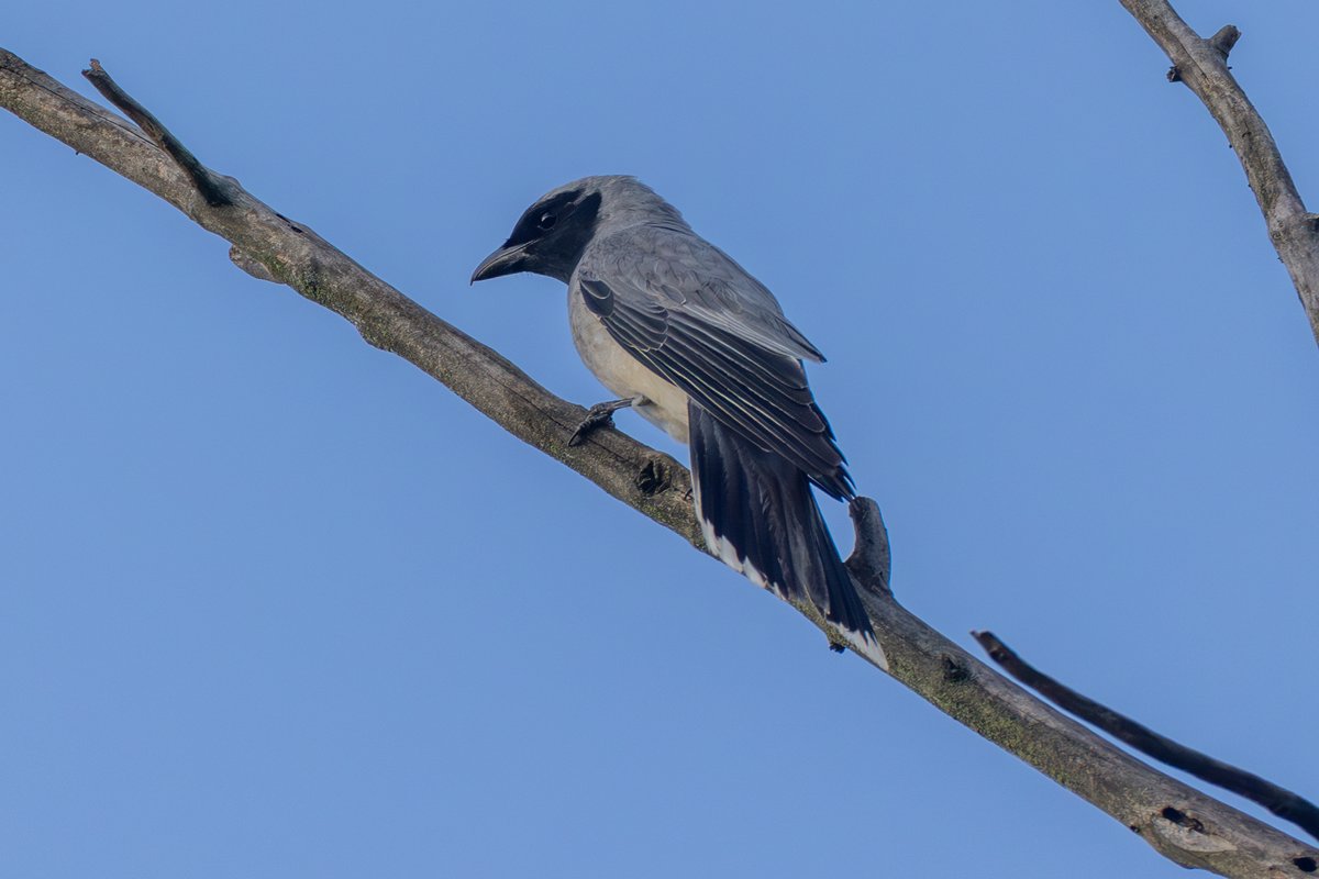 Black-faced Cuckooshrike