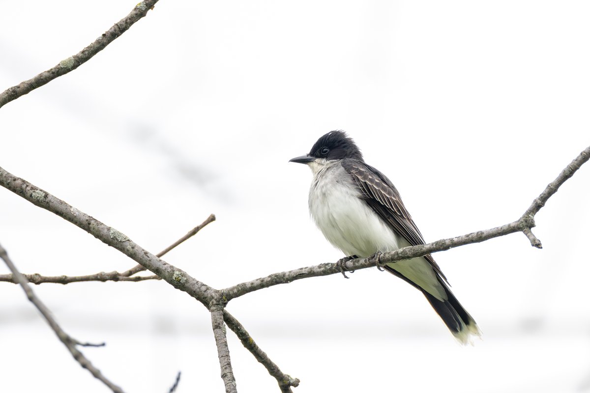 Eastern Kingbird