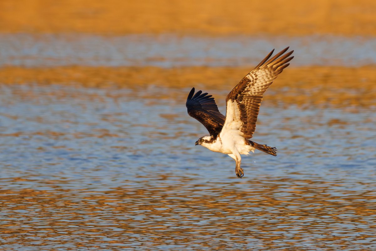 Osprey