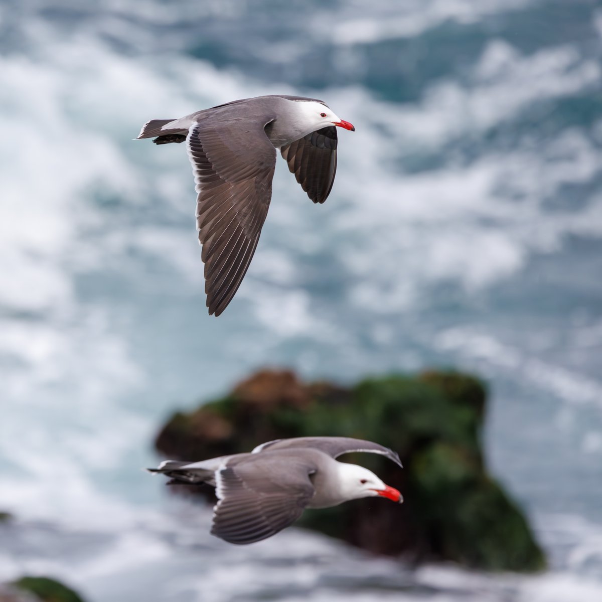 Heermann's Gull