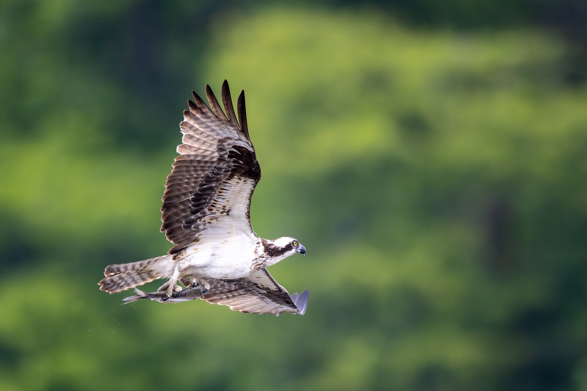 Osprey