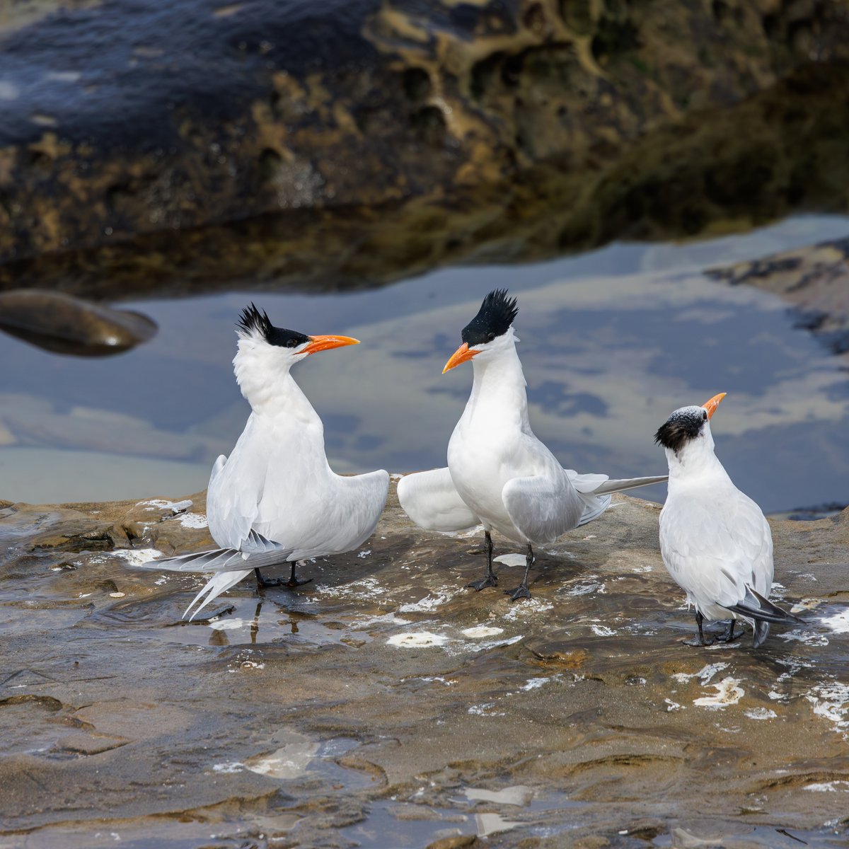 Royal Tern