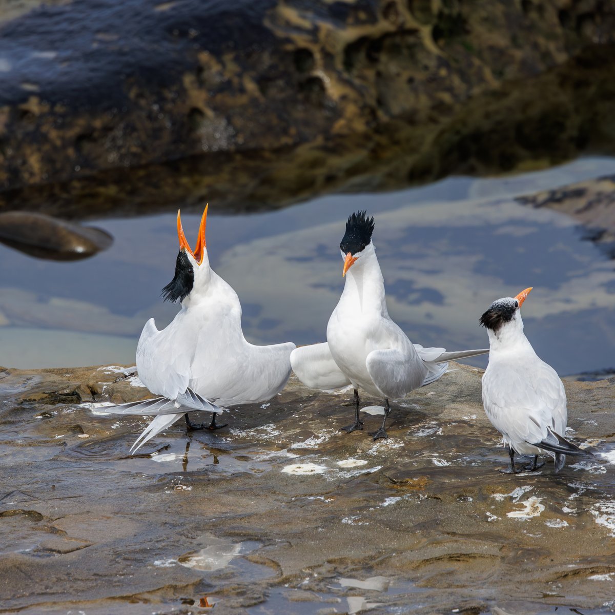 Elegant Tern