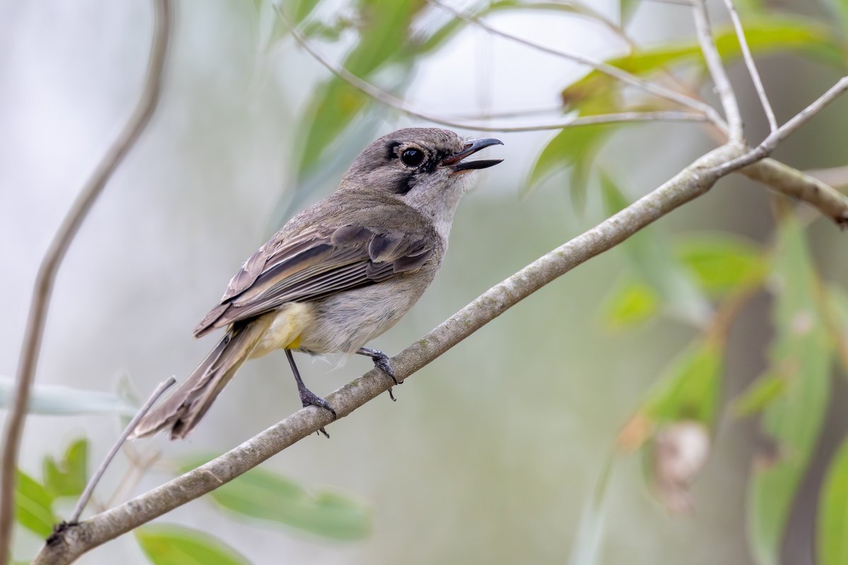 Golden Whistler