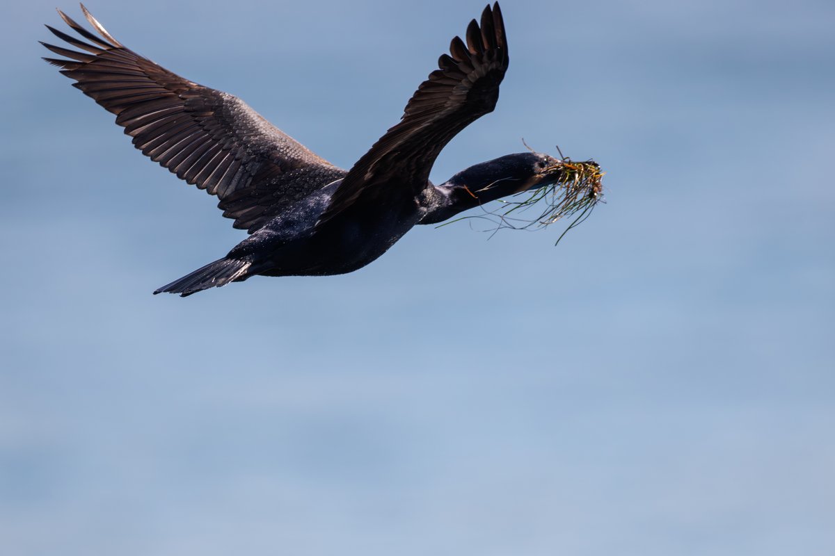 Brandt's Cormorant
