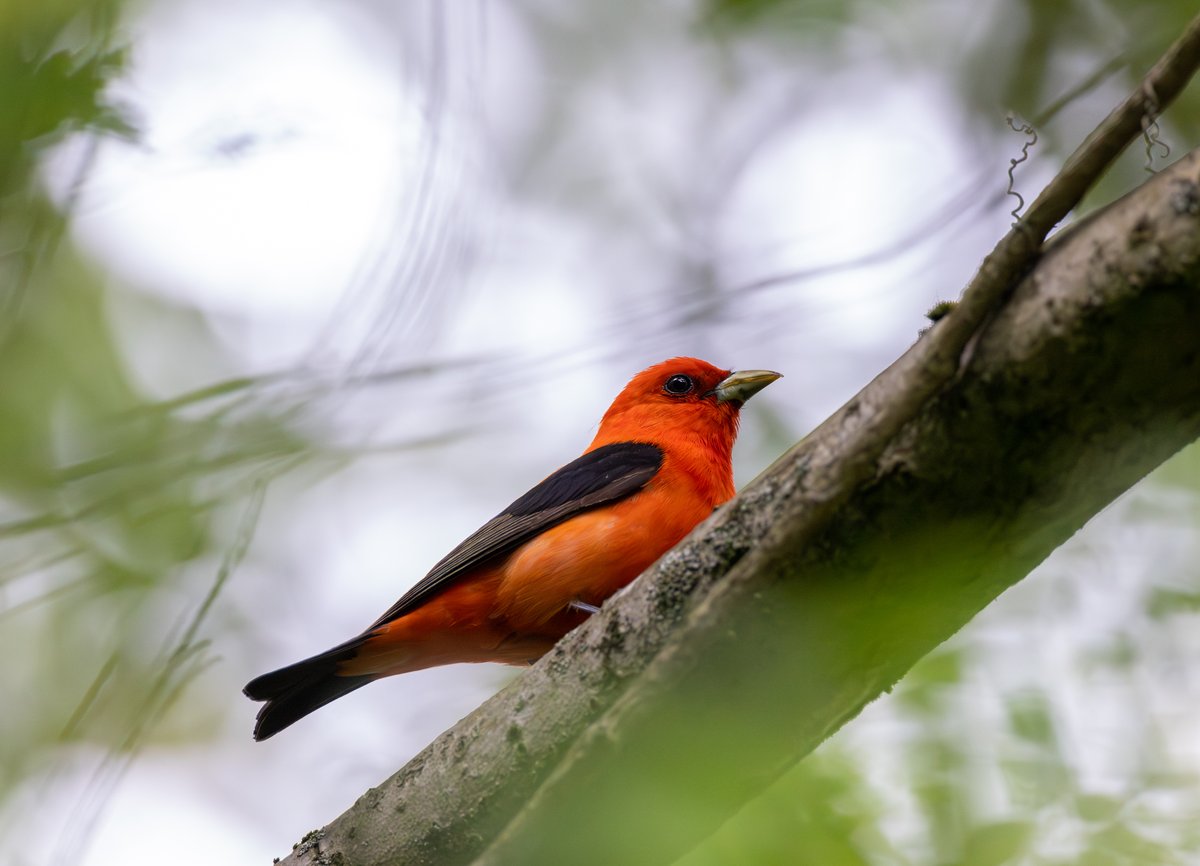Scarlet Tanager