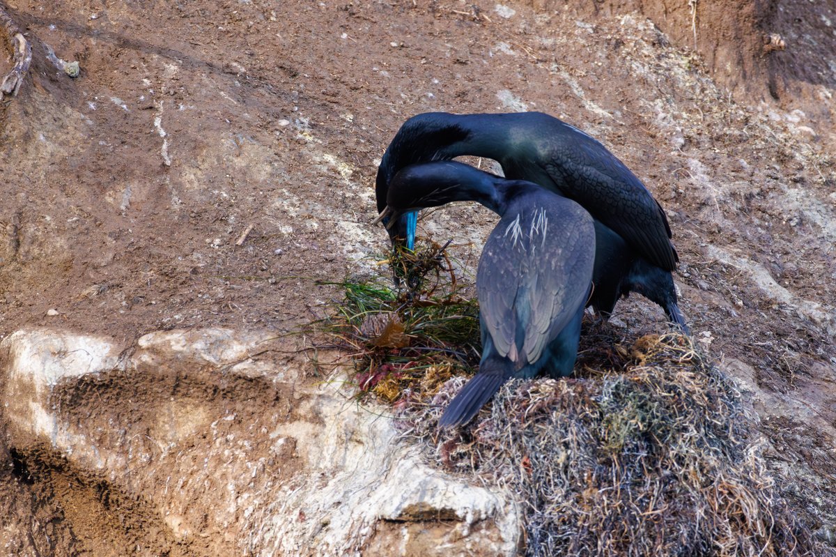 Brandt's Cormorant