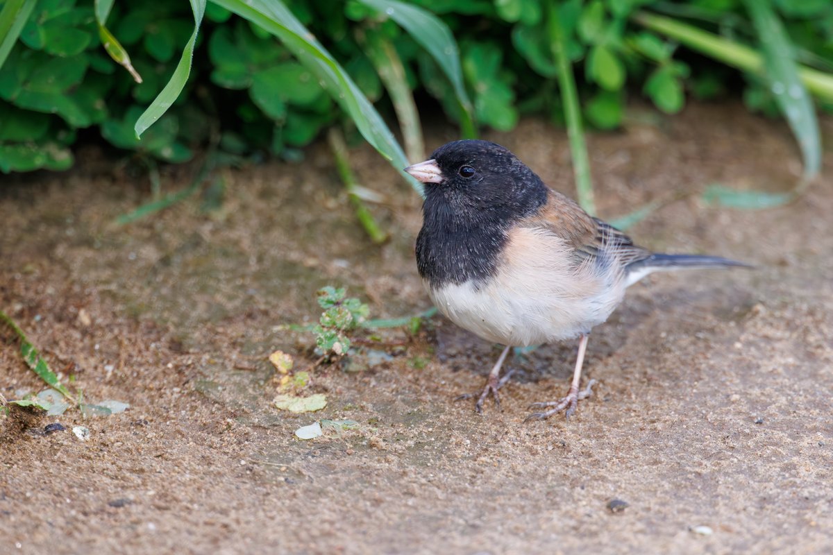 Dark-eyed Junco