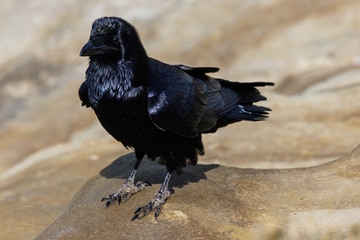 Common Raven