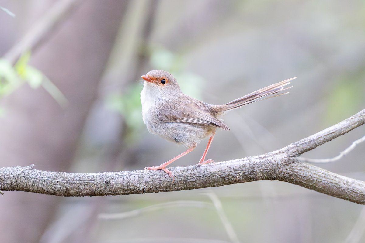 Superb Fairywren