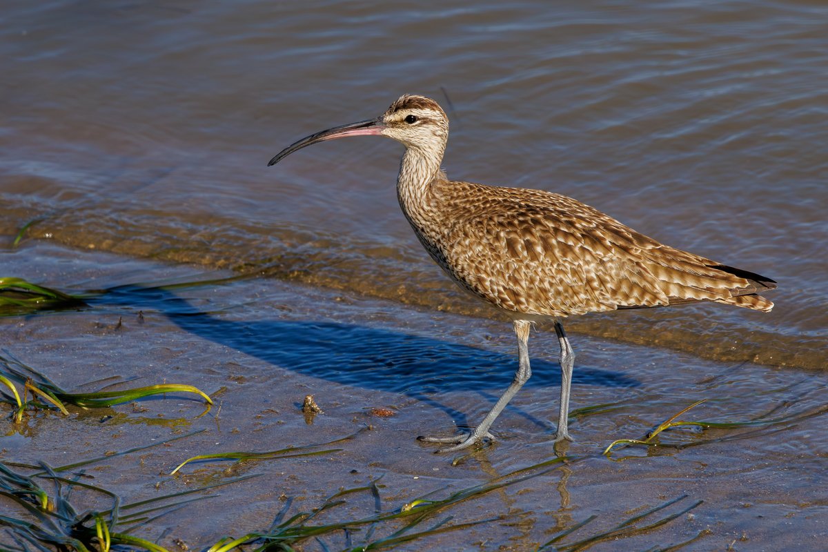 Hudsonian Whimbrel