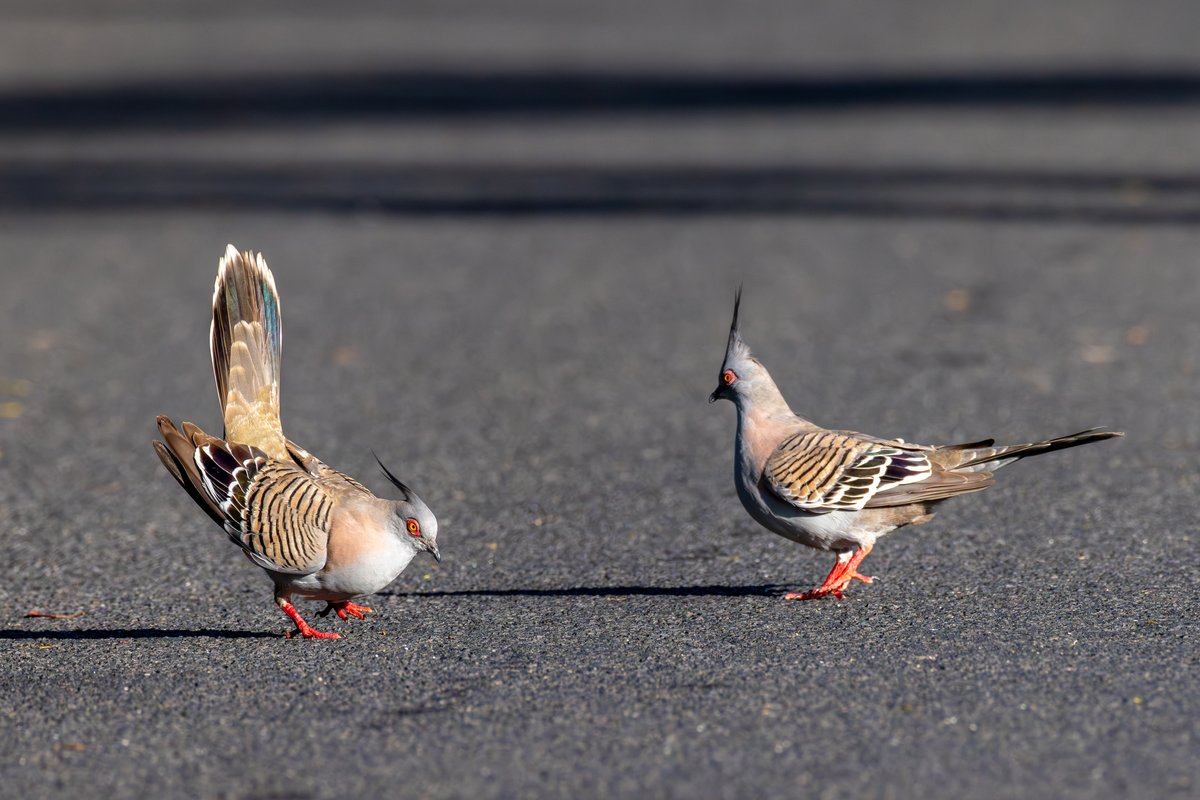Crested Pigeon