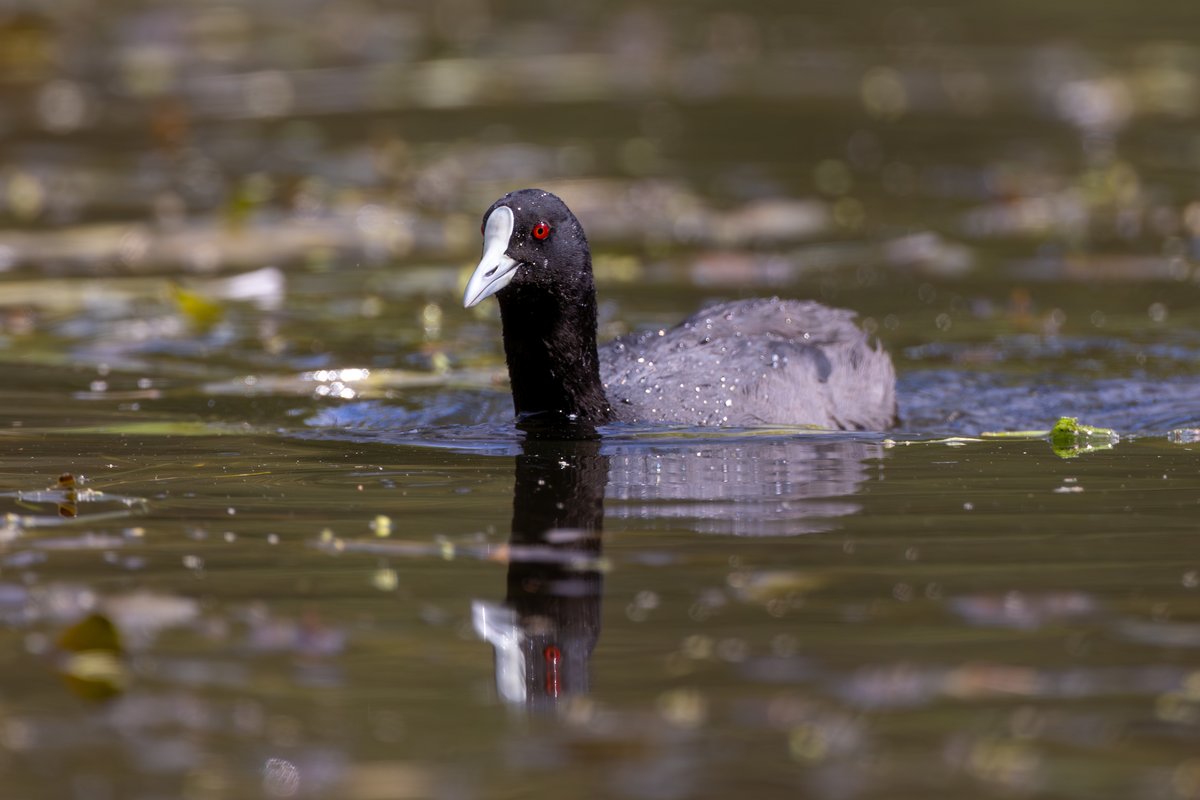 Eurasian Coot