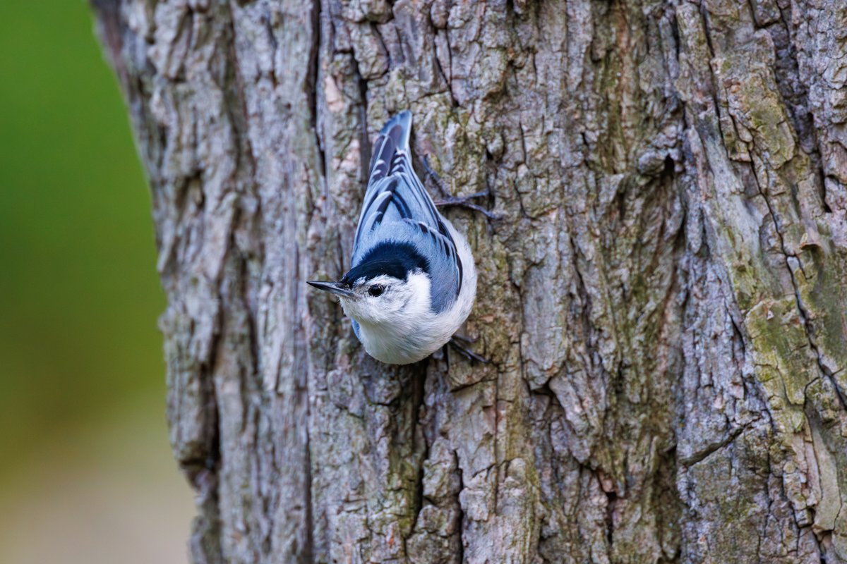 White-breasted Nuthatch
