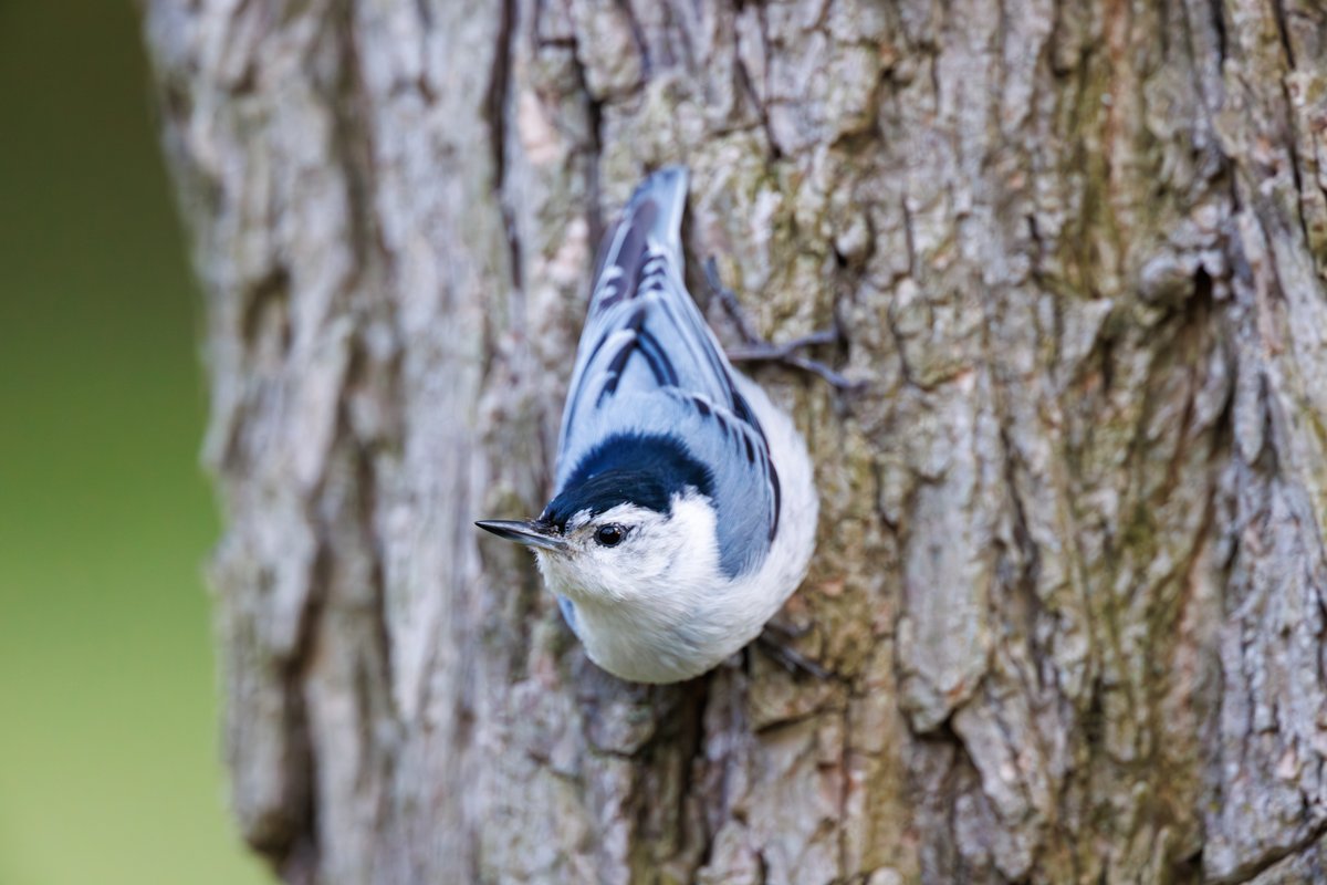 White-breasted Nuthatch