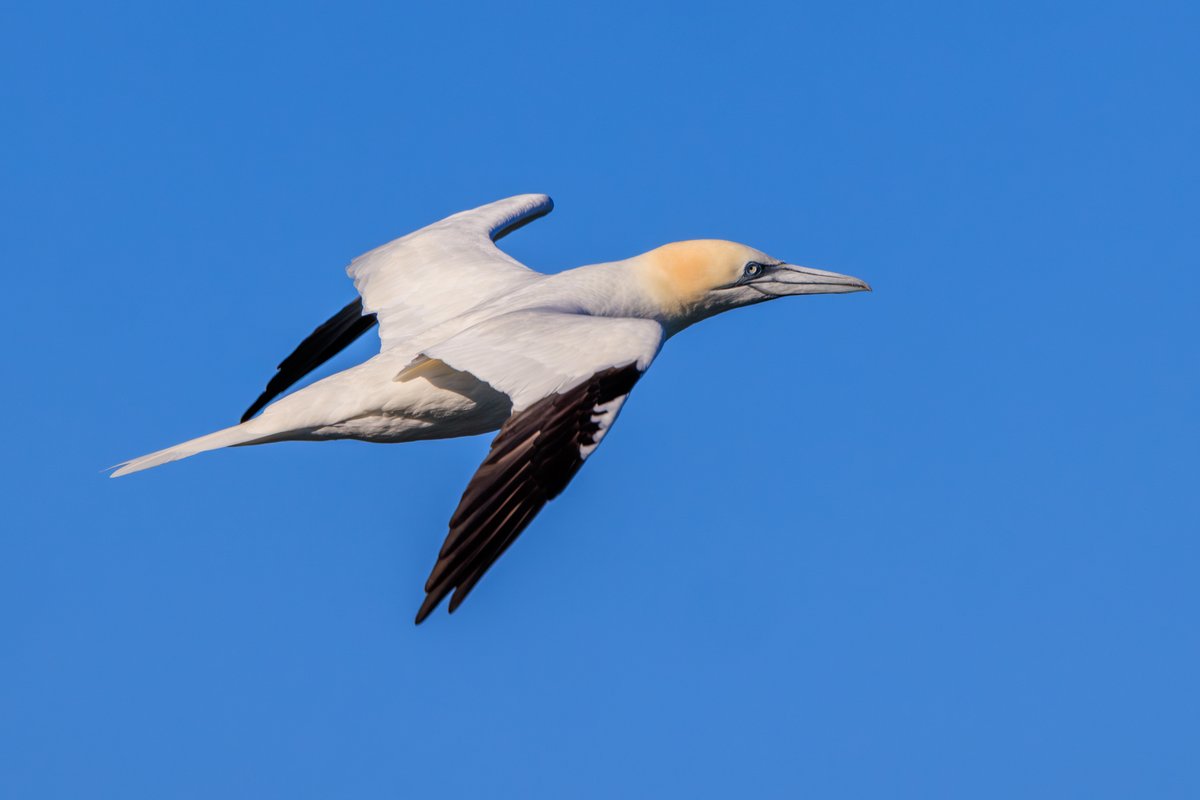 Northern Gannet
