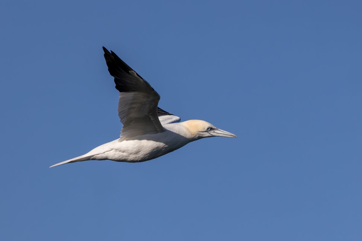 Northern Gannet