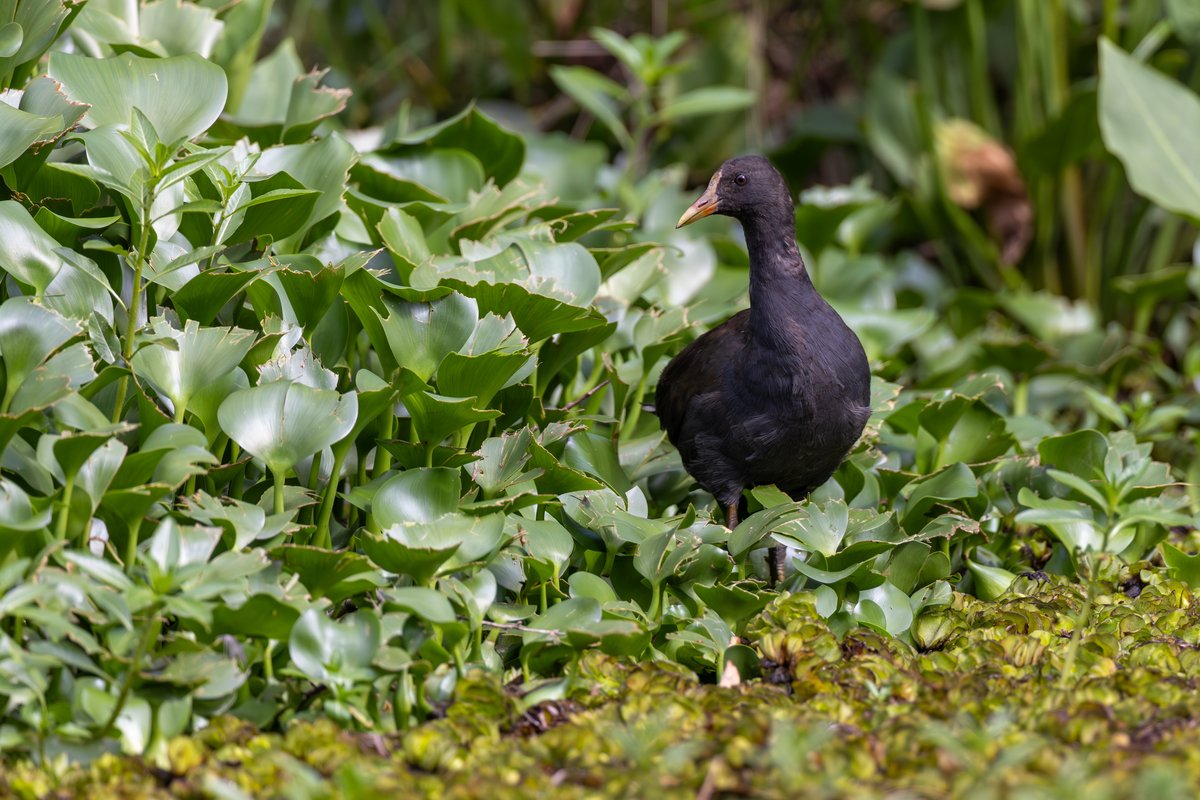 Dusky Moorhen