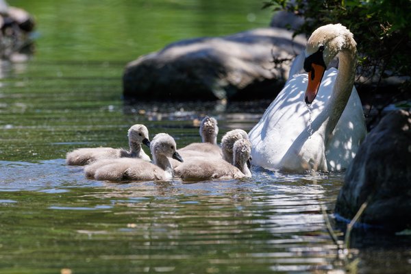 Mute Swan