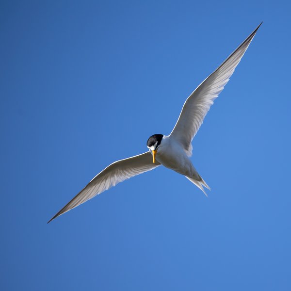 Least Tern