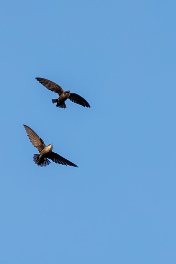 Chimney Swift