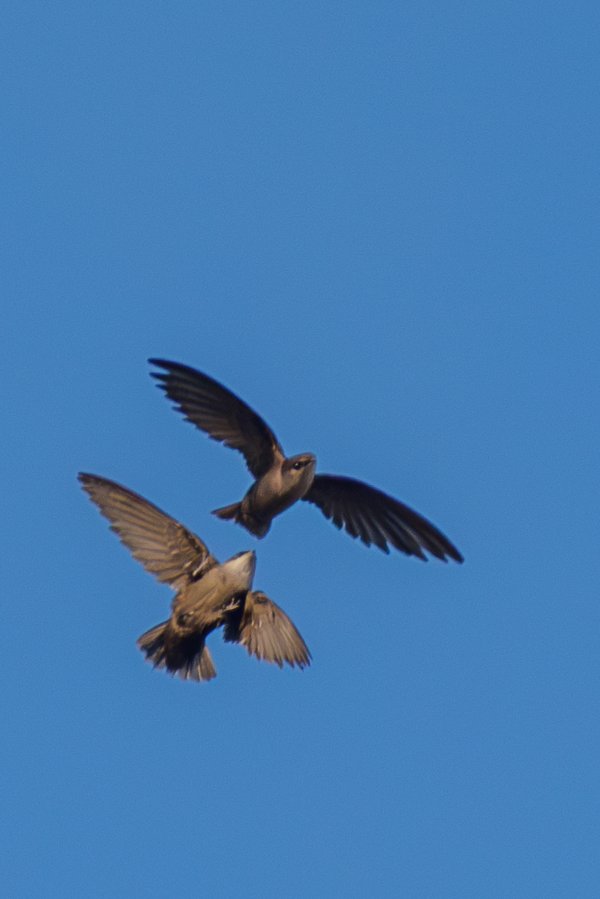 Chimney Swift