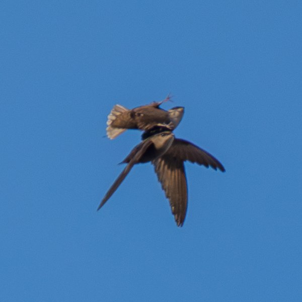Chimney Swift