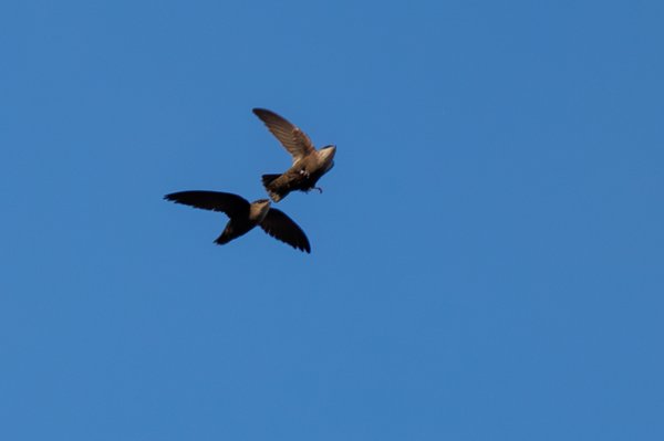 Chimney Swift