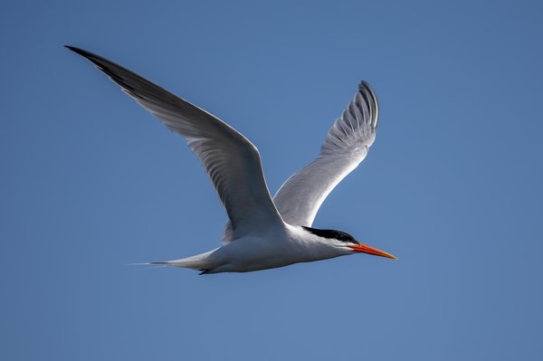Elegant Tern