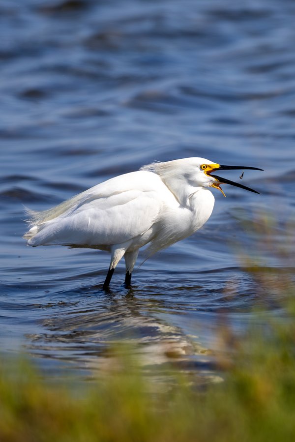 Snowy Egret