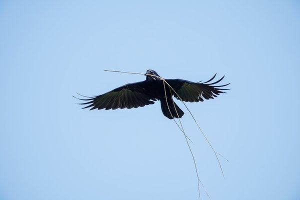 American Crow