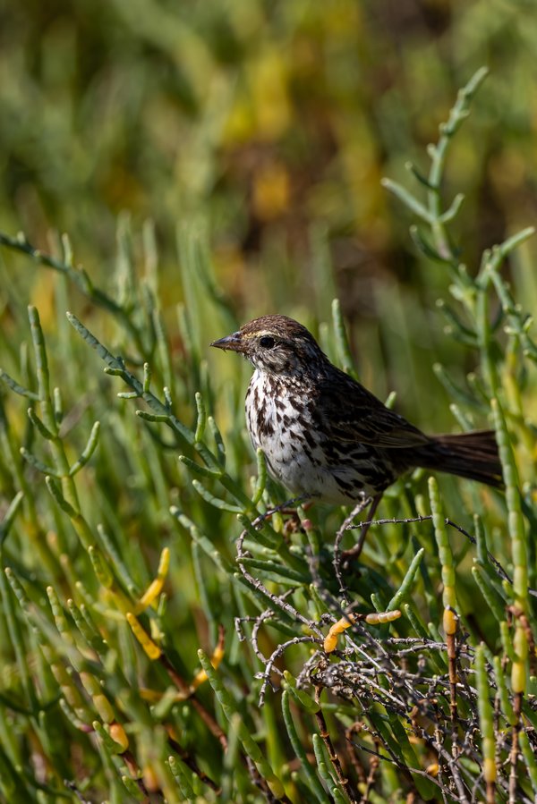 Savannah Sparrow