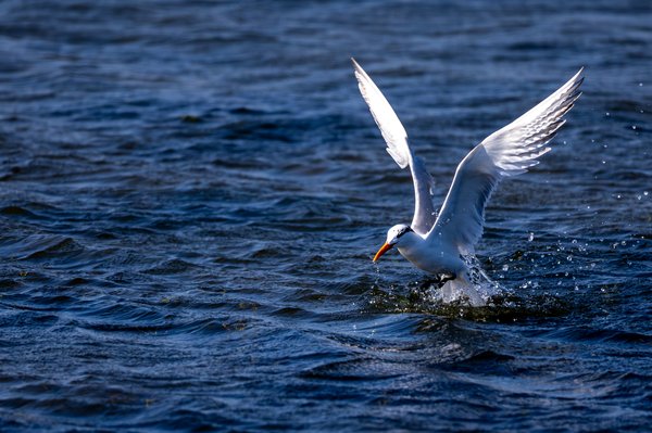 Elegant Tern