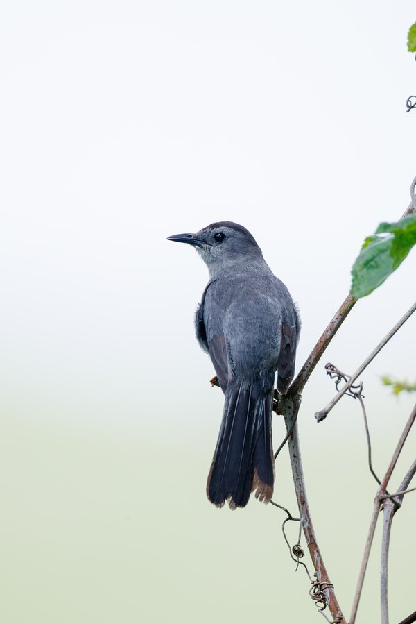 Gray Catbird