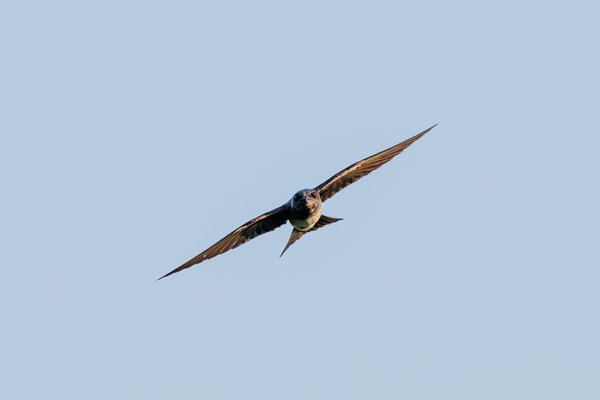 Purple Martin