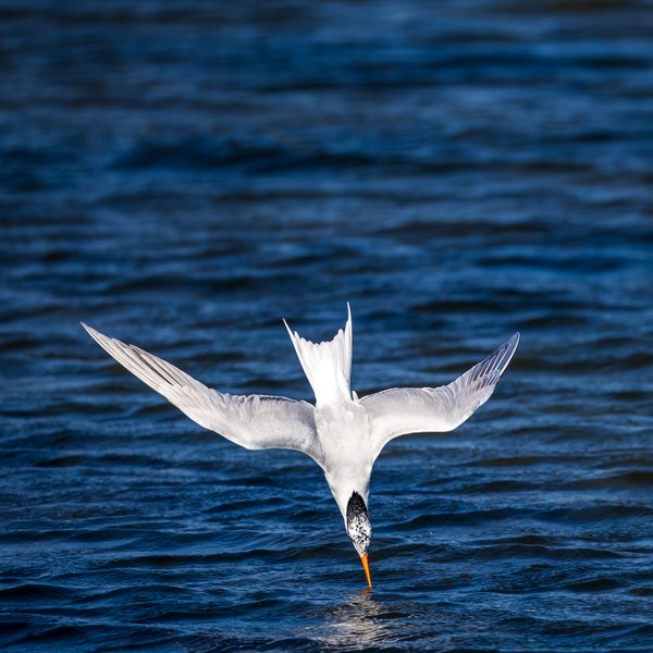 Elegant Tern