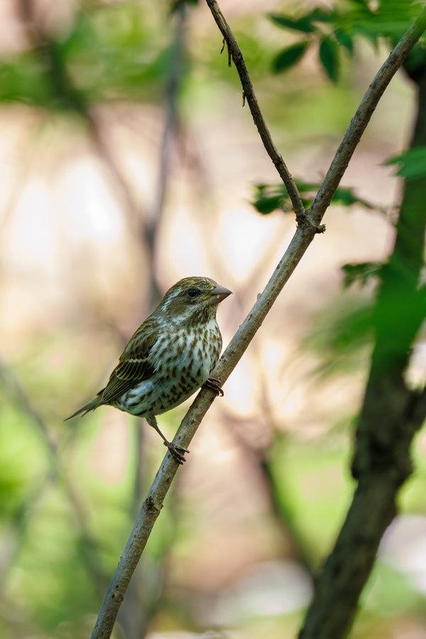 Purple Finch