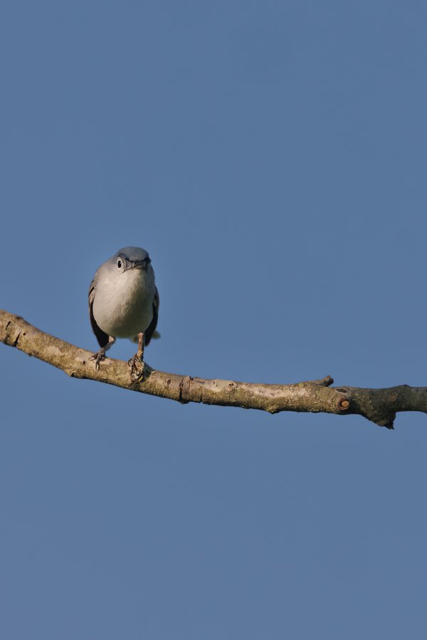 Blue-gray Gnatcatcher