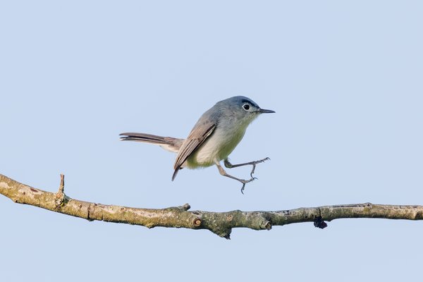 Blue-gray Gnatcatcher
