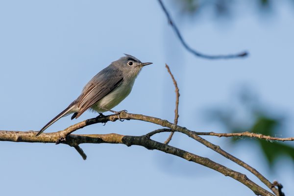 Blue-gray Gnatcatcher